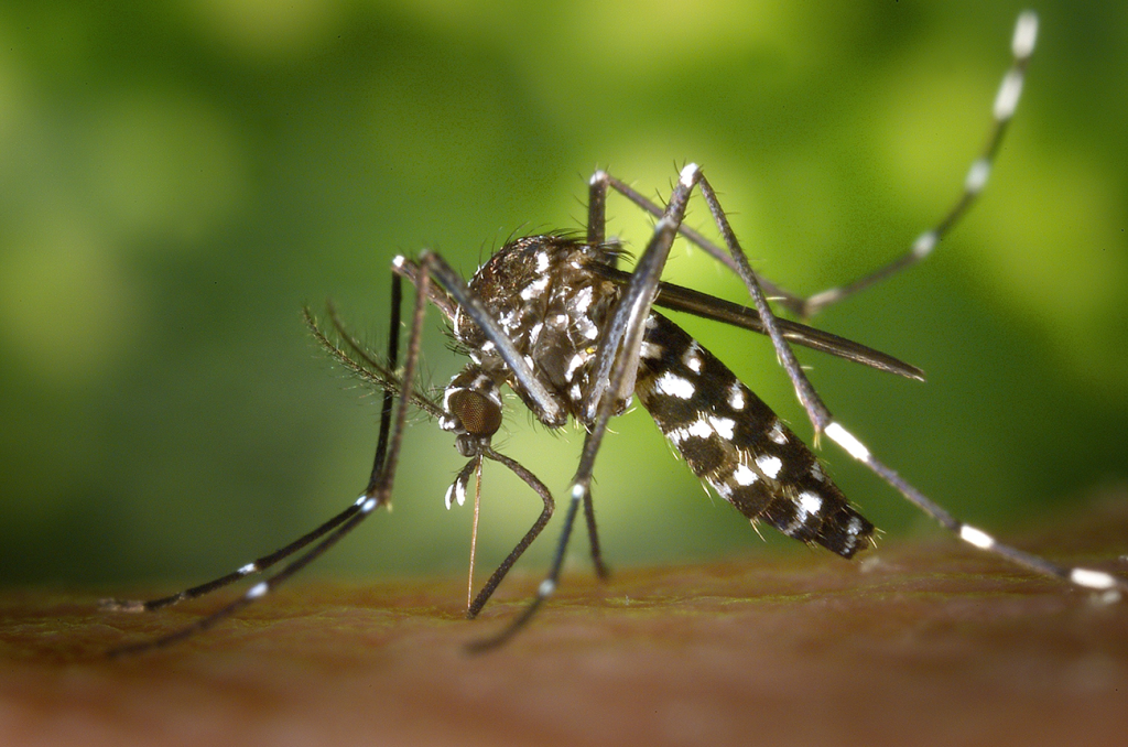 Não-Me-Toque tem um caso de dengue confirmado