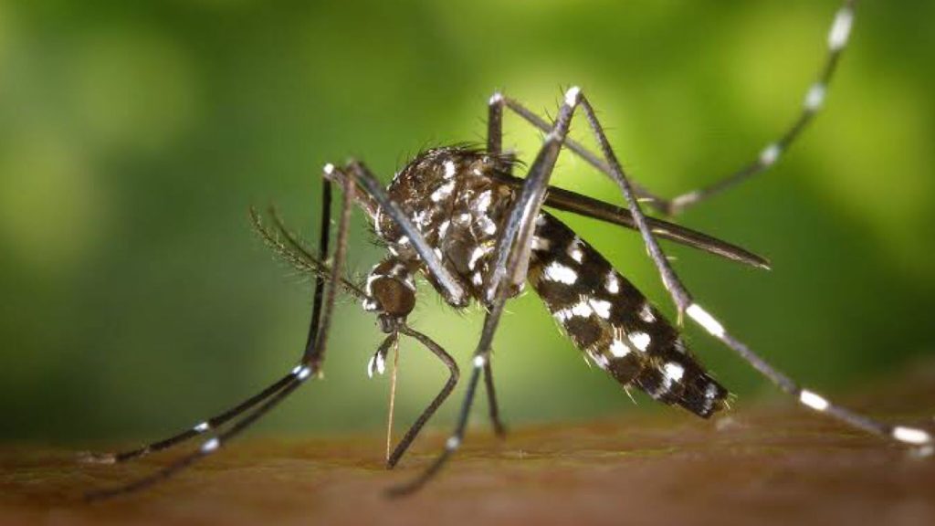 Secretaria da Saúde do Rio Grande do Sul Confirma Segunda Morte por Dengue em 2024