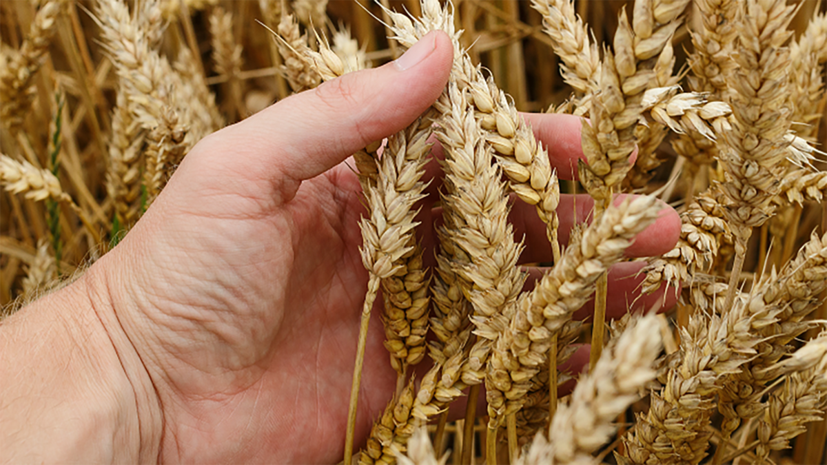 Plantio do trigo atinge 92% da área projetada