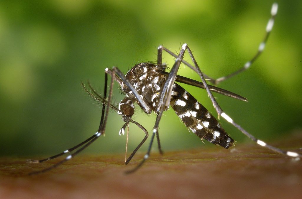 Casos de dengue no Brasil aumentam 17,5% em 2023