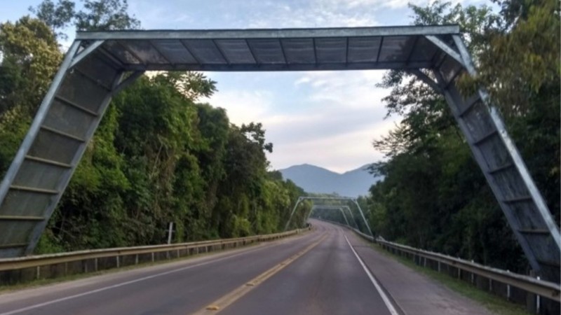 Atropelamentos de anfíbios na Rota do Sol diminuem 80% com medidas de proteção