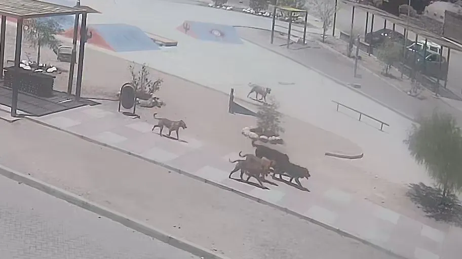 Após ataque a brasileira, cidade no Chile exige eutanásia de cães de rua perigosos