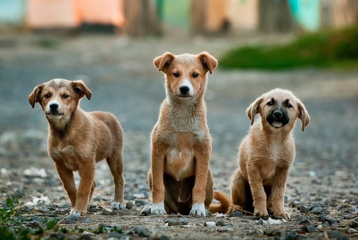 Situação dos animais de rua em Não-Me-Toque preocupa protetores locais