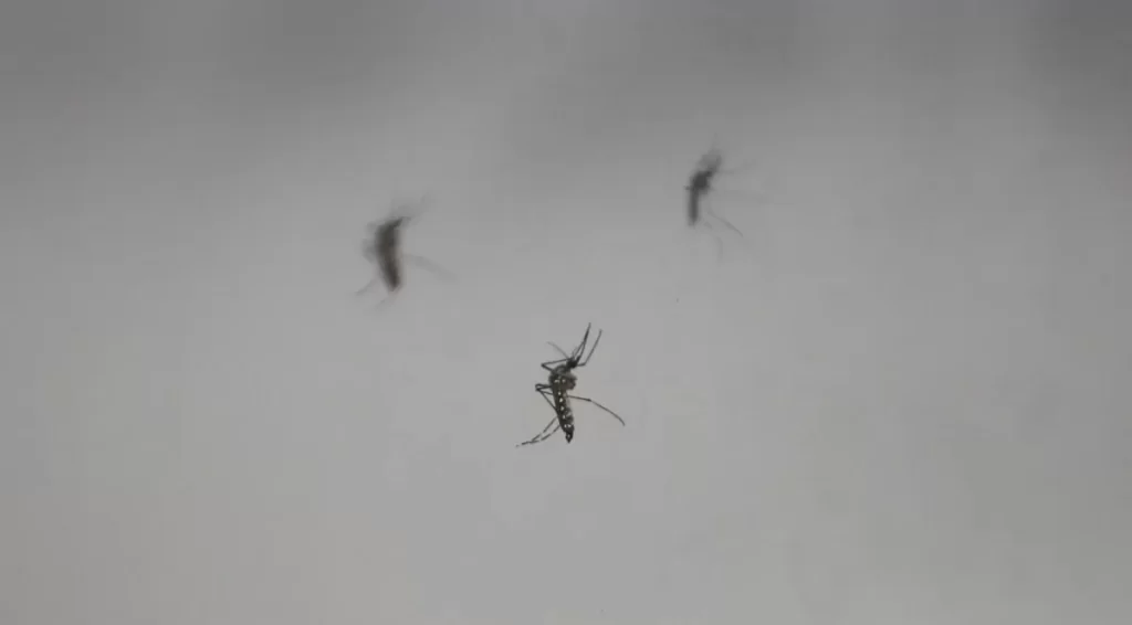 Não-Me-Toque ultrapassa 150 casos de dengue