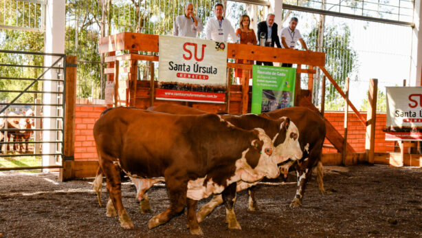Remate de Gado Geral deve atrair pecuaristas para Exposol 2024