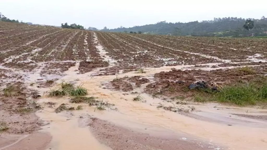 Agro do Rio Grande do Sul estima perdas de R$ 3 bilhões e uma década para recuperar produções inundadas