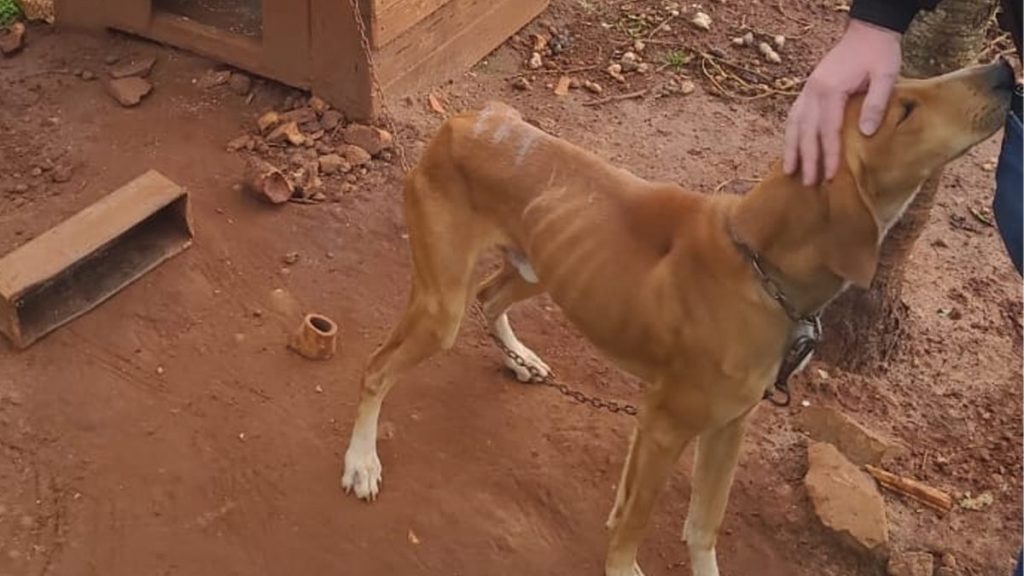 Polícia Civil de Não-Me-Toque resgata cão em situação de maus tratos