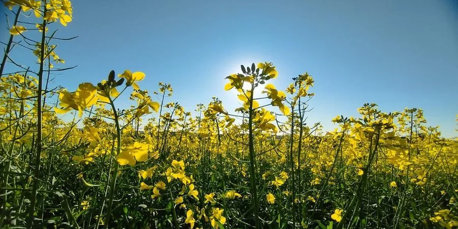Canola está com desenvolvimento satisfatório e embeleza paisagem agrícola do Estado