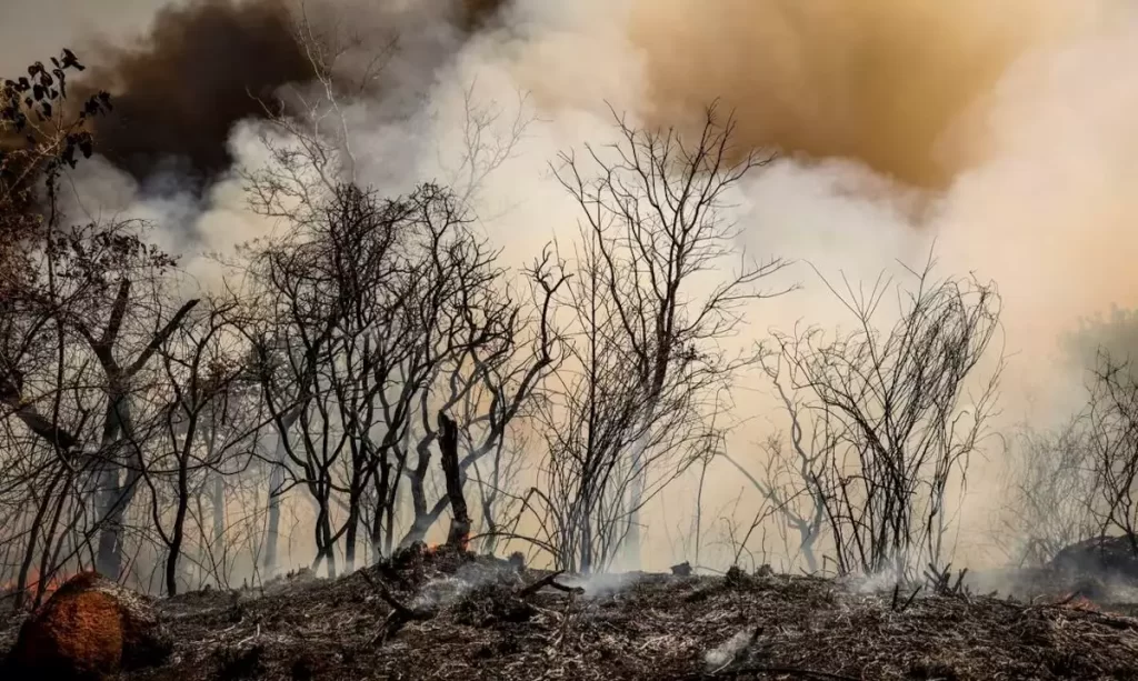 Governo federal vai liberar recursos do Plano Safra para recuperação de áreas atingidas por incêndios