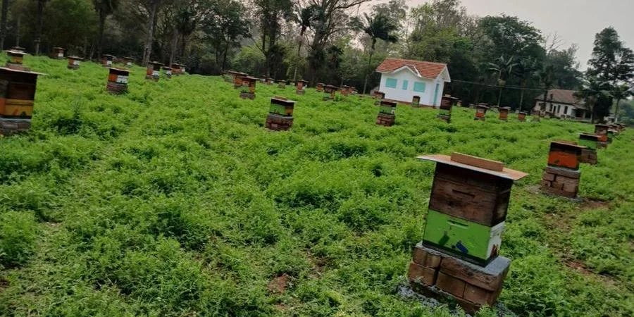 Abelhas retornam ao berço da apicultura do RS em ação para reconstruir o setor