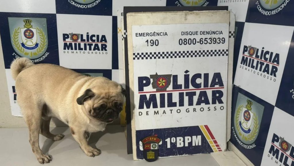 Cachorro é sequestrado e mulher é presa após pedir resgate pelo animal