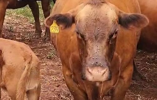 Agricultores relatam problemas ambientais causados por empresa de adubos em Carazinho