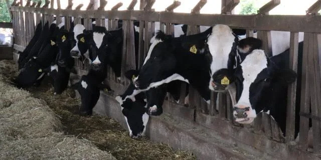 Brasil recebe status internacional como livre de febre aftosa sem vacina