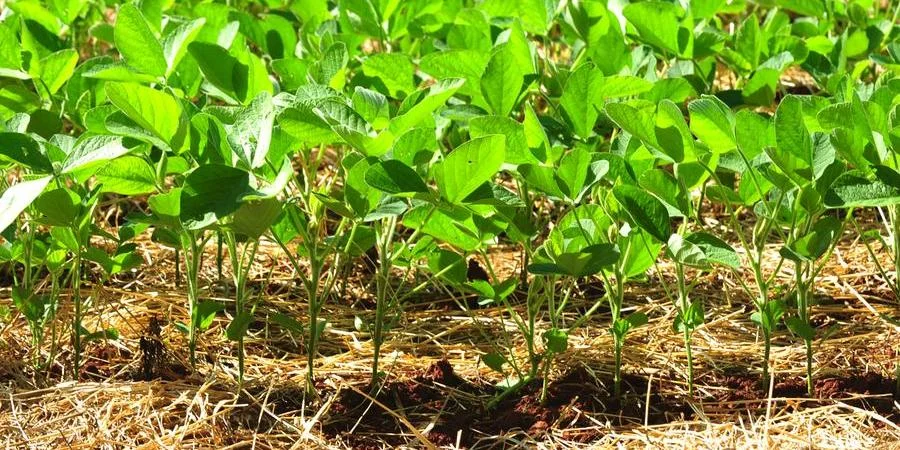 Agricultura de alto faturamento no RS