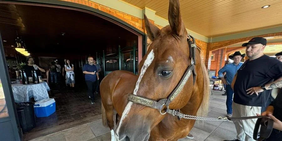 Cavalo Caramelo é astro de divulgação da sexta temporada de série norte-americana