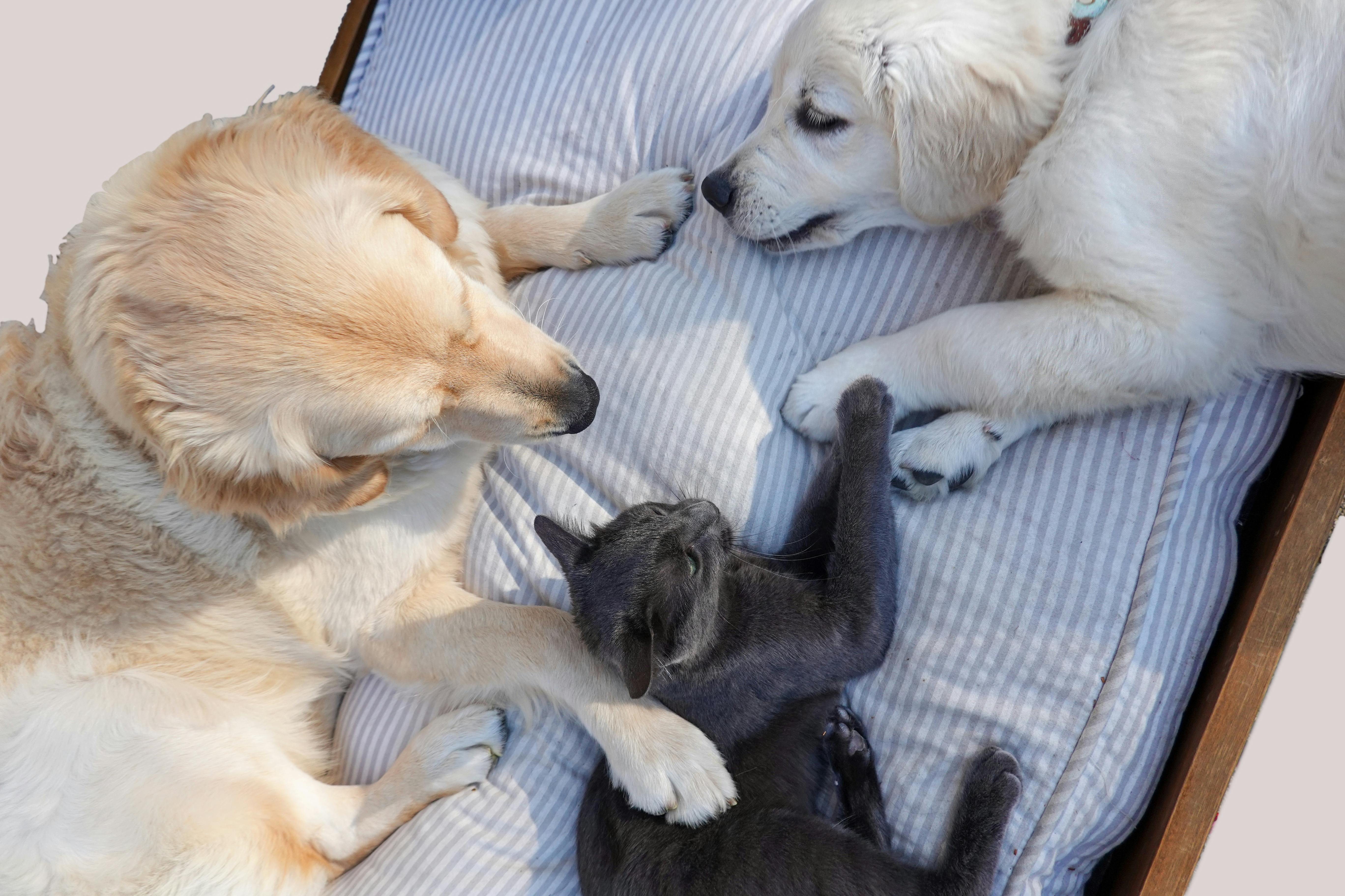 Brasil cria identidade nacional para animais domésticos a partir de 2025