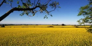 Verão começa com redução de chuvas no Rio Grande do Sul, mas sem estiagens severas