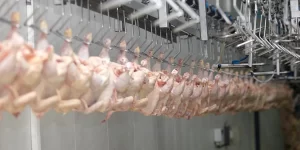 Gripe Aviária: Infecção por H5N1 é rara em humanos e consumo de aves é seguro