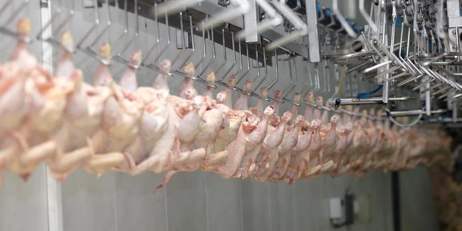 Gripe Aviária: Infecção por H5N1 é rara em humanos e consumo de aves é seguro