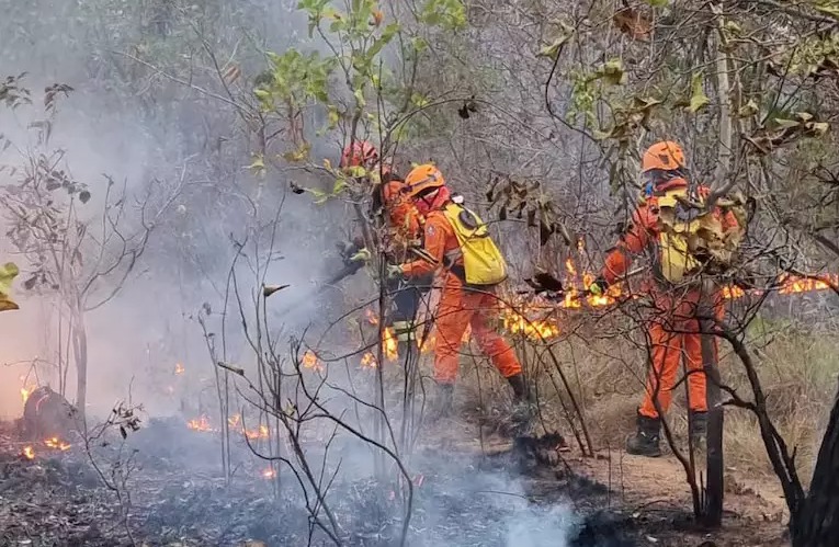 Brasil registra alta de 46,5% nos focos de incêndios florestais em 2024