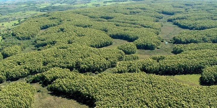 Créditos de carbono na mira do agro