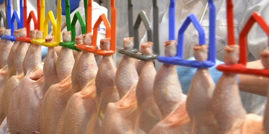 Produção de frango deve crescer 2,9% em 2025