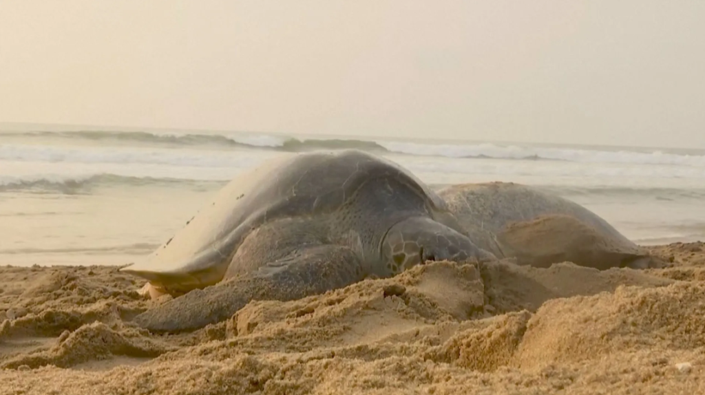 Recorde: Mais de 700 mil tartarugas constroem ninhos em praia na Índia