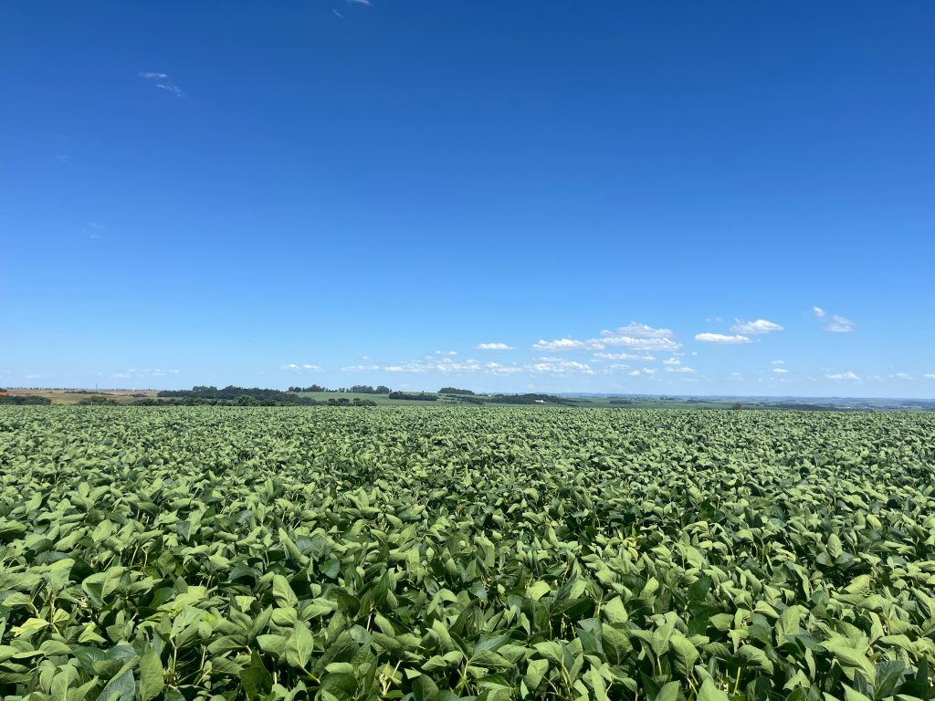 A força da soja no coração da agricultura de Não-Me-Toque