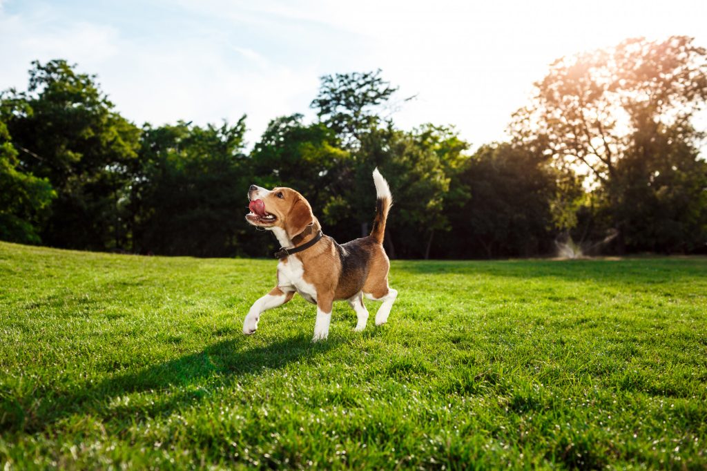Brasil terá 101 milhões de pets até 2030 e alimentação adequada impulsiona longevidade