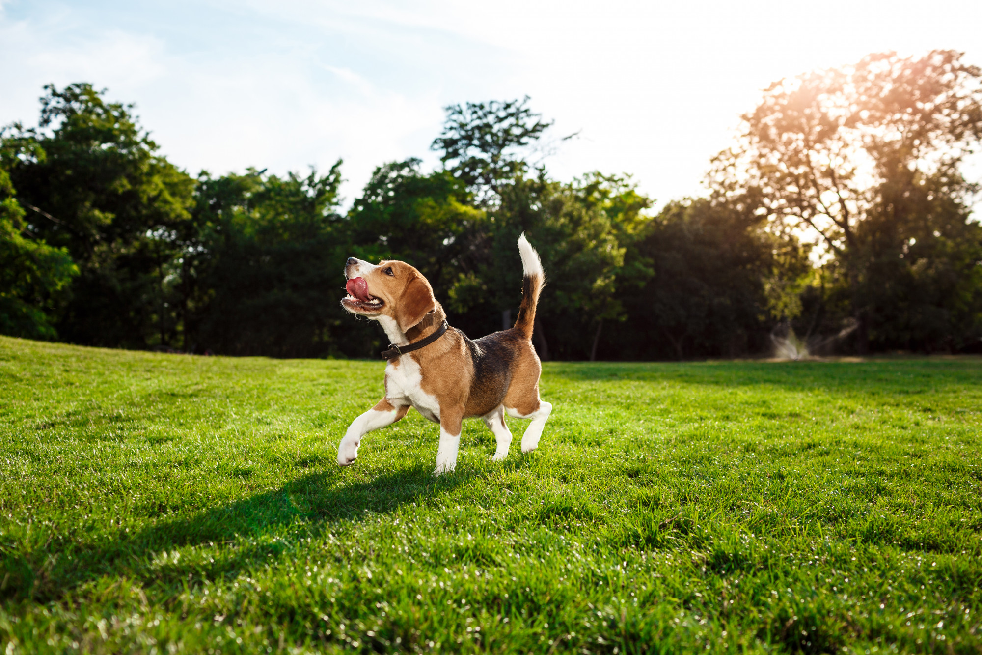 Brasil terá 101 milhões de pets até 2030 e alimentação adequada impulsiona longevidade