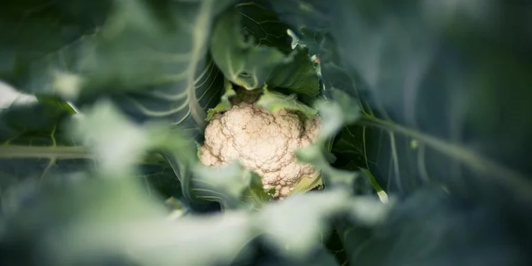 Hortigranjeiros têm alta na Ceasa/RS