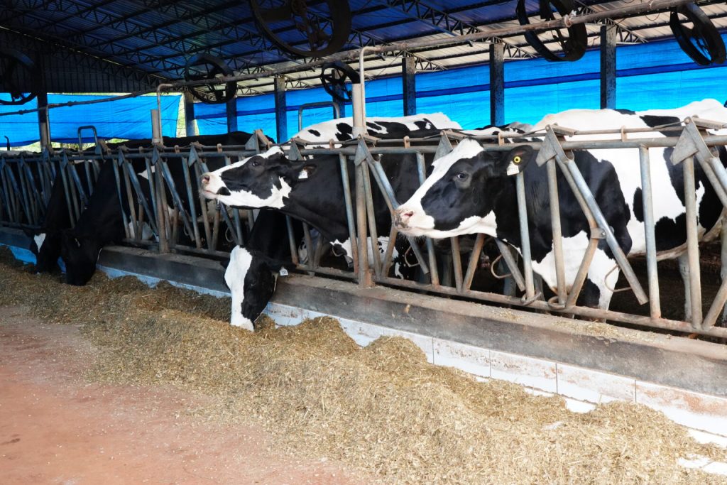 Inovação e desafios na pecuária: O que a Expodireto Cotrijal 2025 apresenta aos produtores