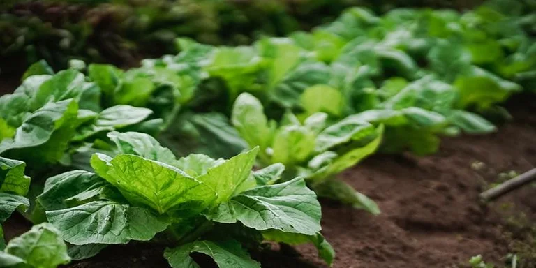 Rio Grande do Sul lidera adesão à alimentação escolar agroecológica
