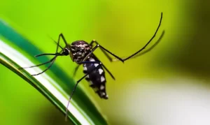Casos de dengue caem 62% em um ano no Rio Grande do Sul