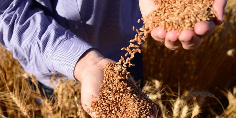Área do trigo no Rio Grande do Sul pode cair 18%