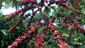 Conab prevê alta da safra de café, com recorde em ano de baixa bienalidade