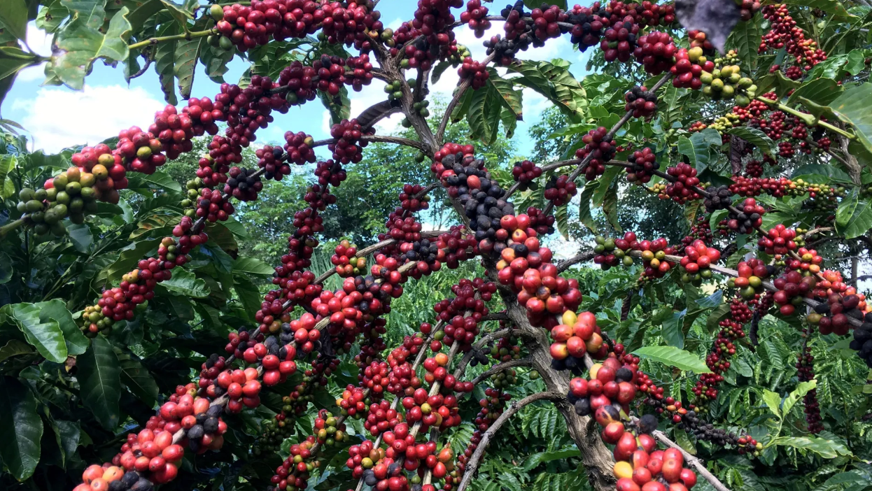 Conab prevê alta da safra de café, com recorde em ano de baixa bienalidade