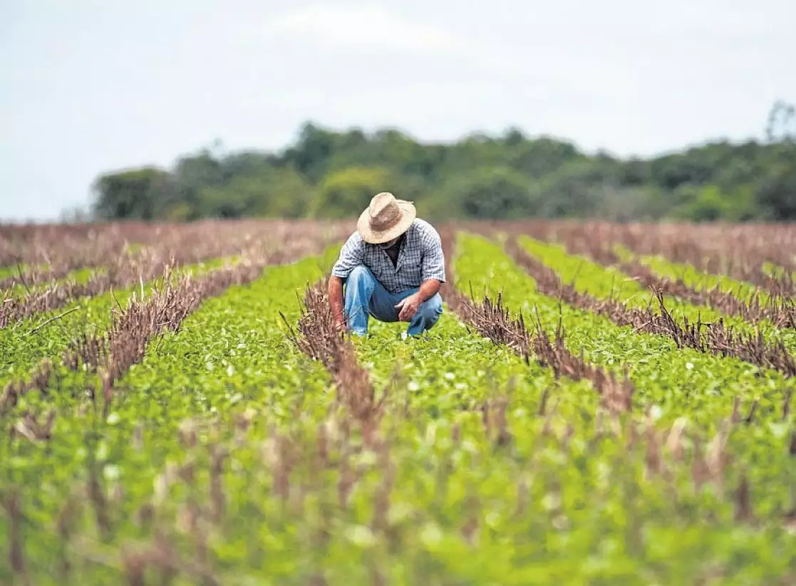 Dívidas do crédito rural no RS: prorrogação deve ser aprovada na semana que vem