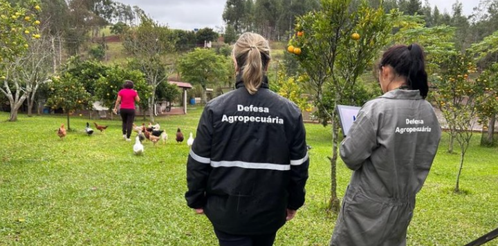 Gripe aviária: Brasil notifica erradicação de foco da doença à Organição Mundial de Saúde Animal