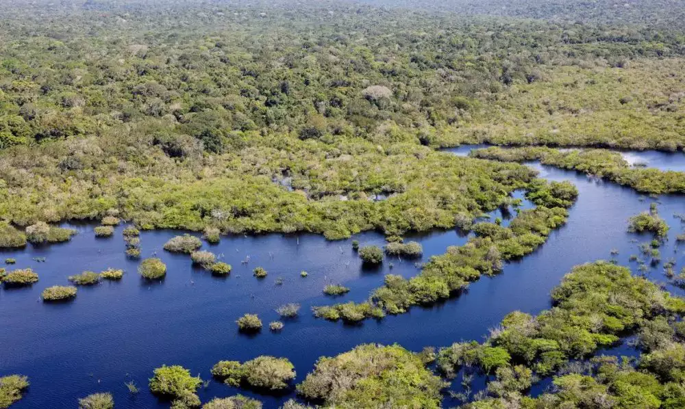 Quase todos os biomas brasileiros registraram redução de desmatamento em 2024