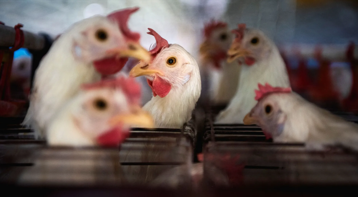 Restrição chinesa ao frango deve custar mais de US$ 100 milhões por mês