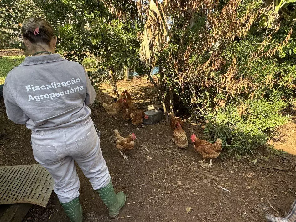 Secretaria da Agricultura do RS finaliza a terceira visita nas propriedades rurais no raio de três quilômetros do foco de gripe aviária