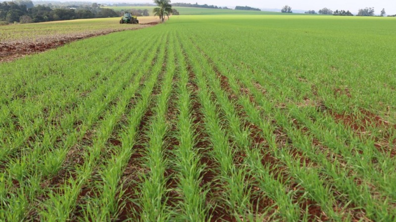 Plantio de trigo deve ter redução de área em Não-Me-Toque, estima Emater