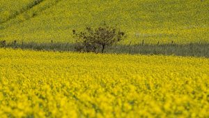 Canola é destaque da safra de inverno no Rio Grande do Sul