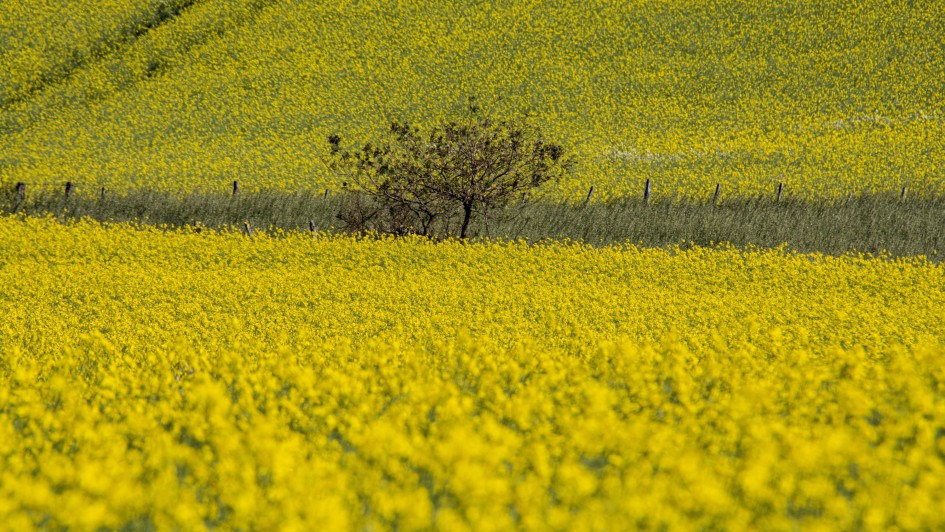Canola é destaque da safra de inverno no Rio Grande do Sul