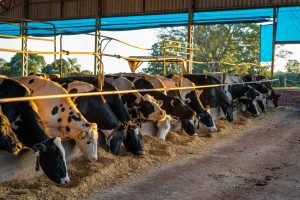 Eficiência no campo é chave para produção de leite de baixo carbono
