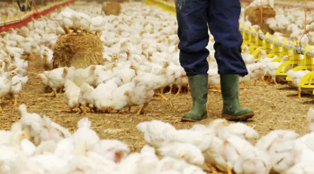 Investigações descartam gripe aviária nas cidades gaúchas de Westfália e Capela de Santana