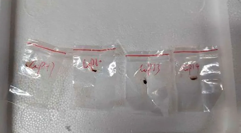 Pesquisadores chineses são acusados de contrabandear fungo tóxico nos EUA