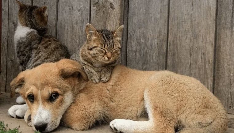 Governo sanciona lei que proíbe tatuagens e piercings com fins estéticos em cães e gatos
