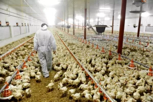 Governo federal confirma que foco de gripe aviária foi contido no Rio Grande do Sul
